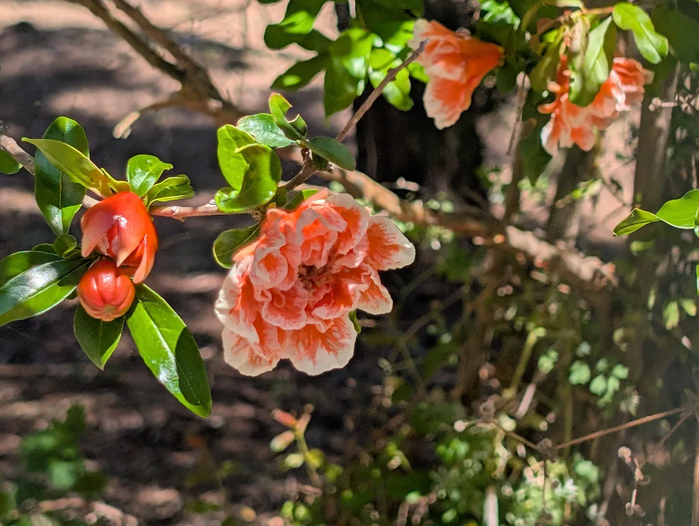 Blooming pomegranate tree with red blossoms in a garden on Büyükada