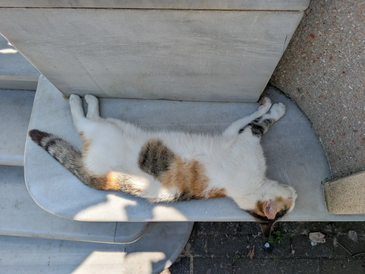 Resident island cat resting under coastal pine trees on a quiet Büyükada avenue